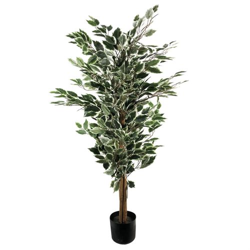 130cm Tall Variegated WhiteandGreen Bushy Ficus Tree