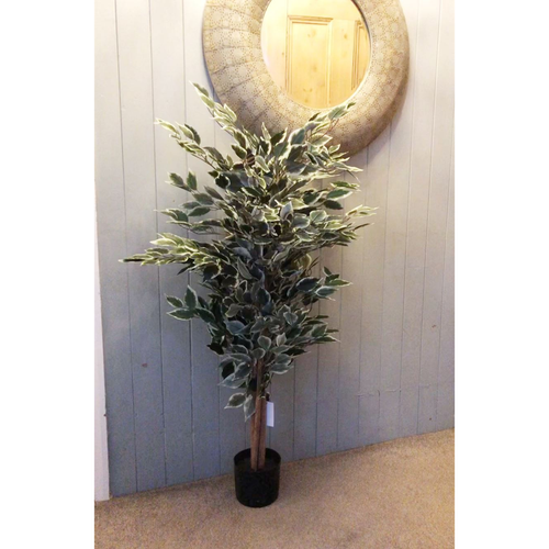 130cm Tall Variegated WhiteandGreen Bushy Ficus Tree